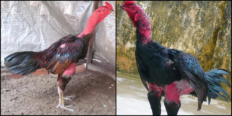 Bật Mí Bí Quyết Chơi Đá Gà Jun88 Hiệu Quả Nhất 6 dnevna.info