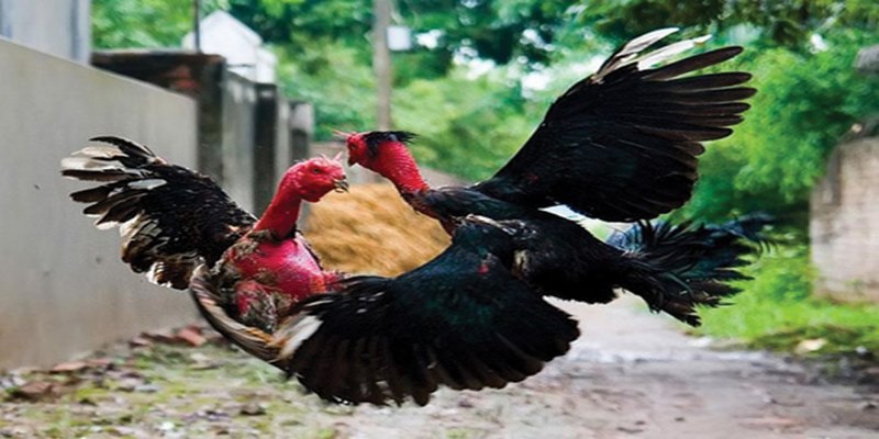 Bật Mí Bí Quyết Chơi Đá Gà Jun88 Hiệu Quả Nhất 5 dnevna.info