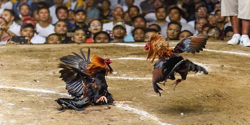 Tổng Hợp Những Trận Đá Gà Siêu Kinh Điển Không Nên Bỏ Lỡ 6 Những Trận Đá Gà Siêu Kinh Điển