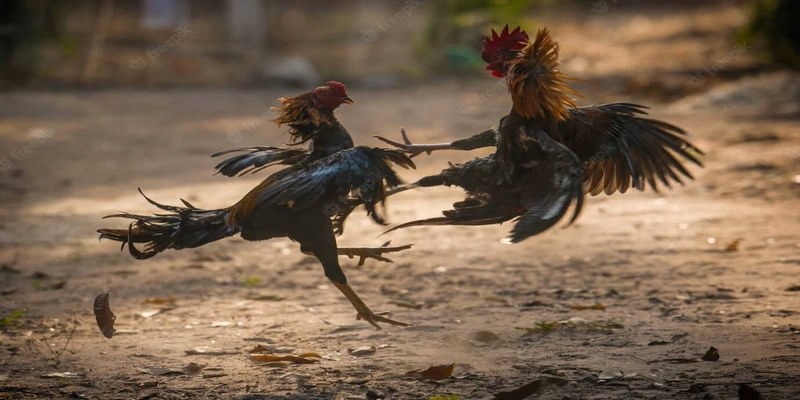Cá Cược Hấp Dẫn Từ Những Trận Gà Hay Nhất Ở Thomo 6 Những Trận Gà Hay Nhất Ở Thomo
